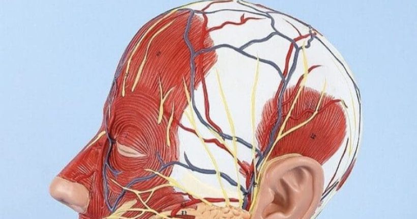 THE IMPORTANCE OF MASTERING FACIAL ANATOMY London aesthetic courses